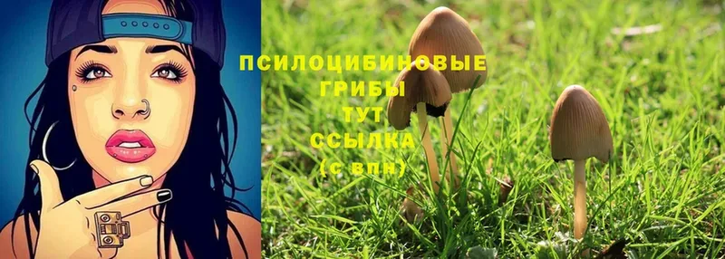 Галлюциногенные грибы Psilocybine cubensis  Елабуга 